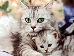 chat
